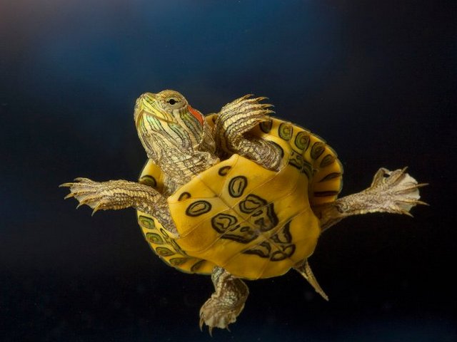 Породы черепах в Касли | ЗооТом портал о животных