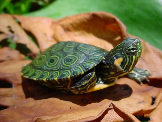 Породы черепах в Касли | ЗооТом портал о животных
