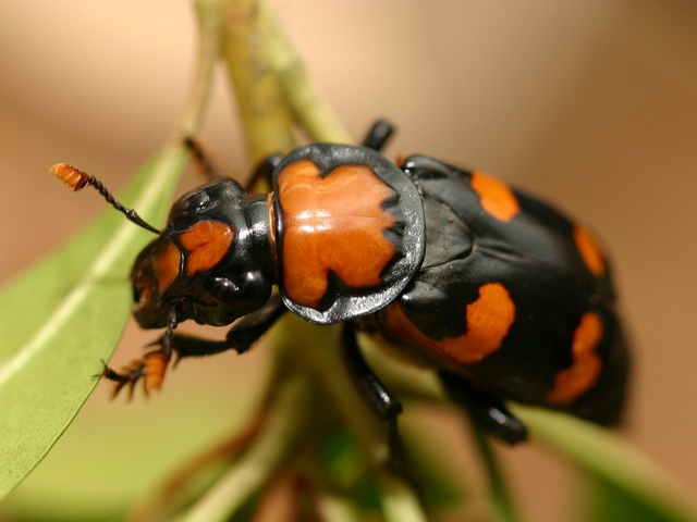 Все о жуках в Касли | ЗооТом портал о животных