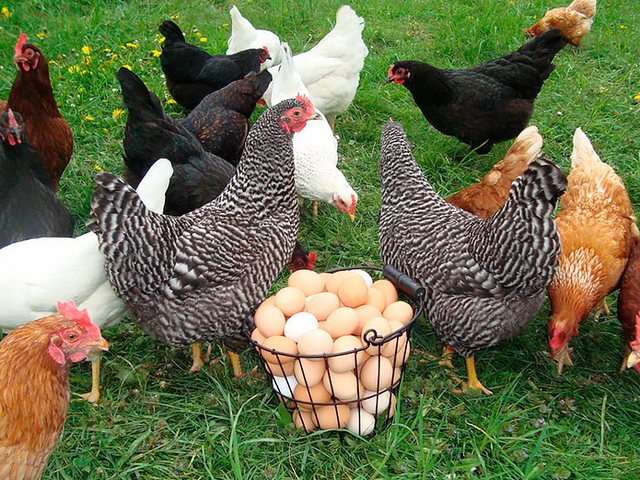 Содержание кур и уход за ними | ЗооТом - продажа, вязка и услуги для животных в Касли