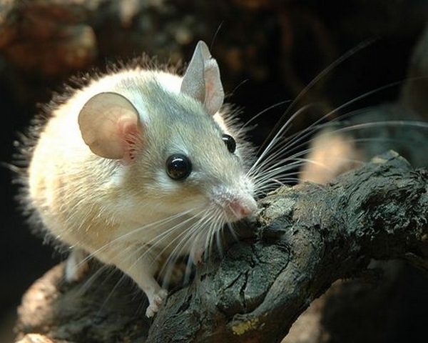 Все о мышах в Касли | ЗооТом - продажа, вязка и услуги для животных в Касли