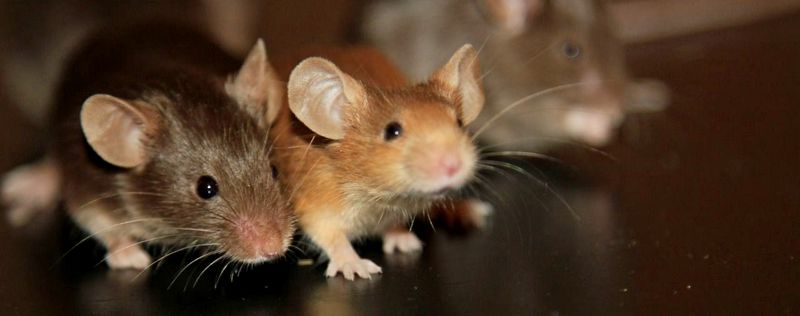 Все о мышах в Касли | ЗооТом - продажа, вязка и услуги для животных в Касли