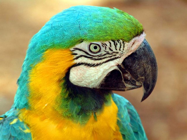 Все о попугаях в Касли | ЗооТом портал о животных