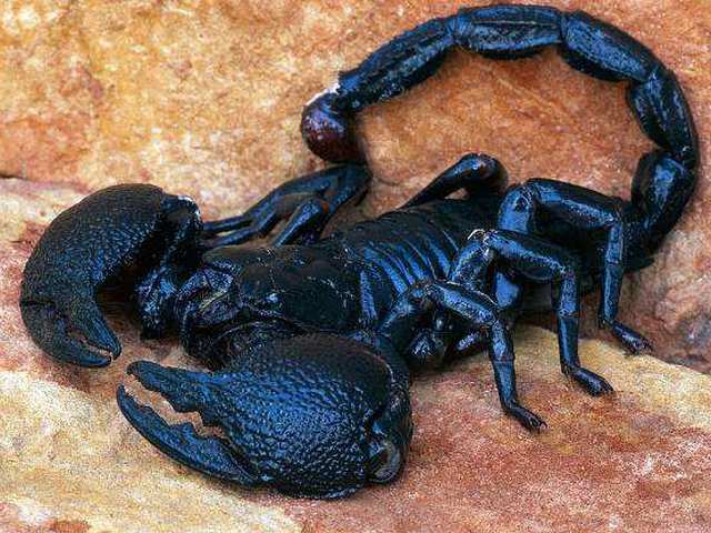Все о скорпионах в Касли | ЗооТом портал о животных