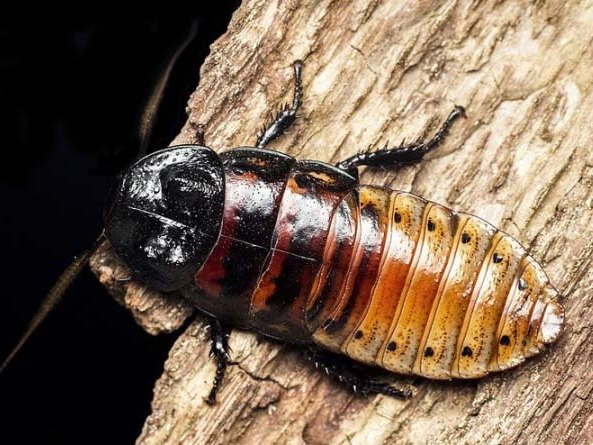 Все о тараканах в Касли | ЗооТом портал о животных