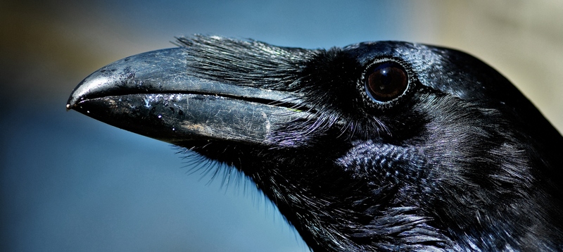 Все о воронах в Касли | ЗооТом портал о животных