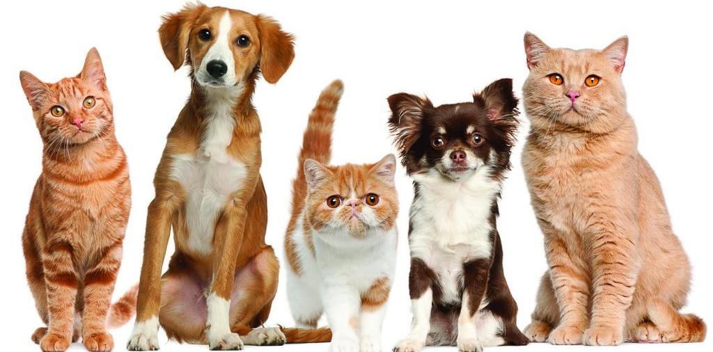 Доска объявлений о животных | ЗооТом - продажа, вязка и услуги для животных в Касли