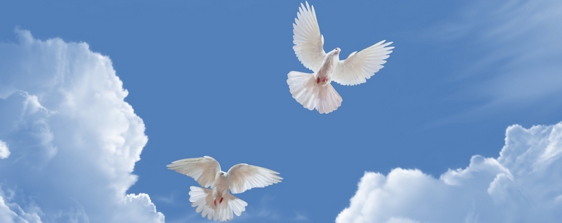 Все о голубях | ЗооТом - продажа, вязка и услуги для животных в Касли