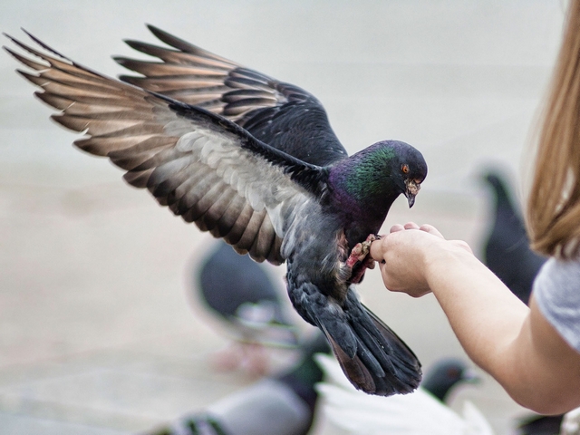 Все о голубях | ЗооТом - продажа, вязка и услуги для животных в Касли
