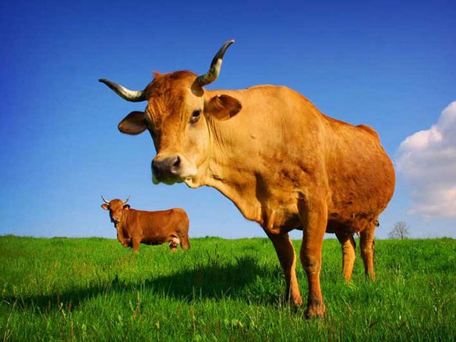 Все о коровах в Касли | ЗооТом портал о животных