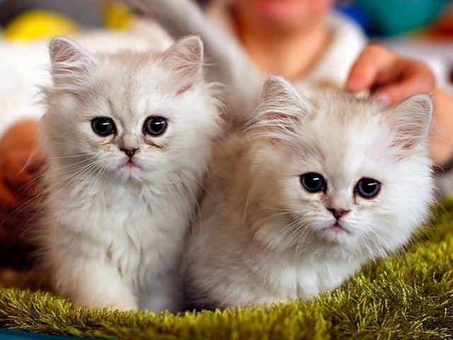 Породы кошек в Касли | ЗооТом портал о животных