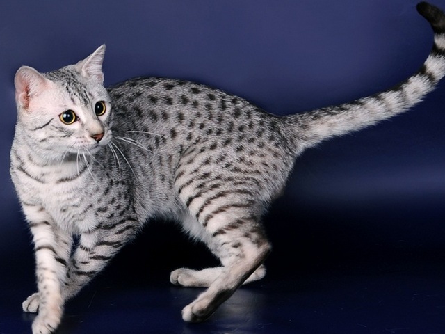 Породы кошек в Касли | ЗооТом портал о животных
