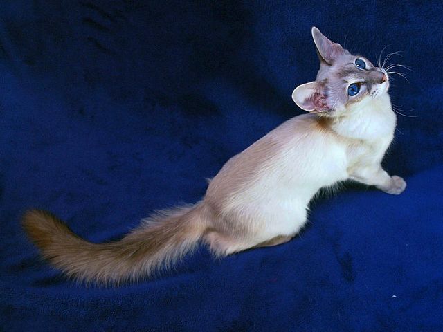 Выведенные породы кошек в Касли | ЗооТом портал о животных