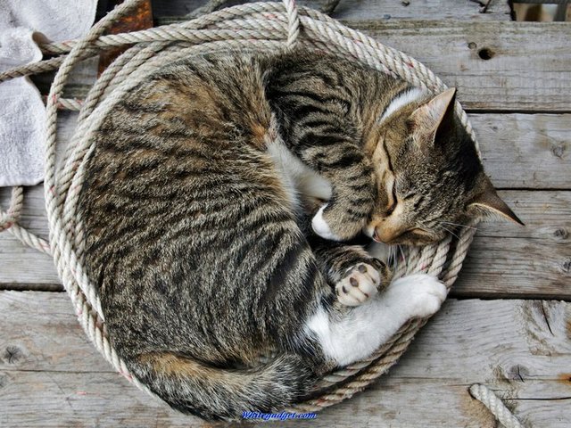 Все о кошках в Касли | ЗооТом портал о животных