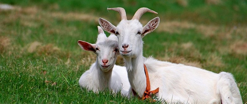 Все о козах в Касли | ЗооТом портал о животных