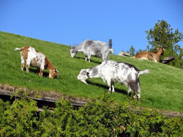 Все о козах в Касли | ЗооТом портал о животных