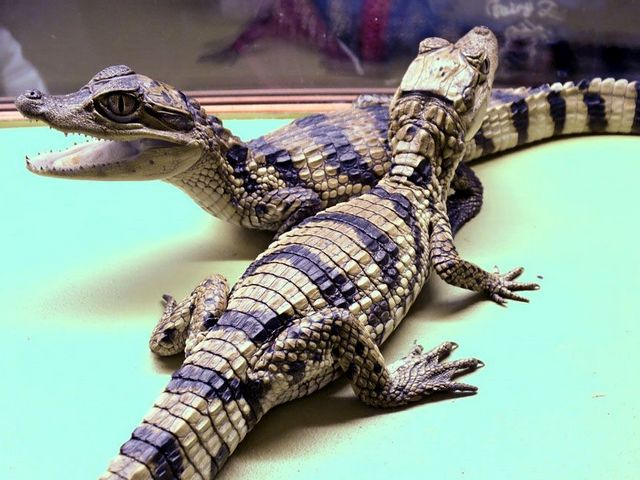 Все о крокодилах в Касли | ЗооТом портал о животных