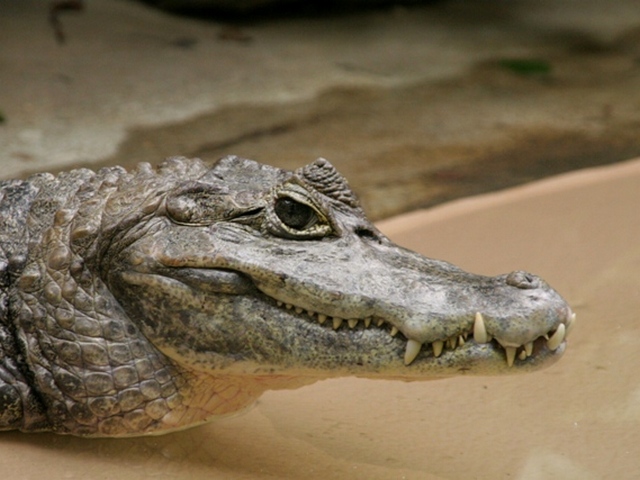 Все о крокодилах в Касли | ЗооТом портал о животных