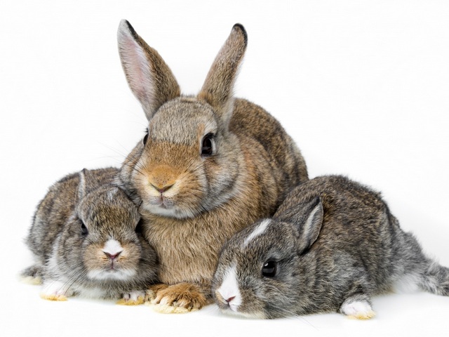 Все о кроликах в Касли | ЗооТом портал о животных