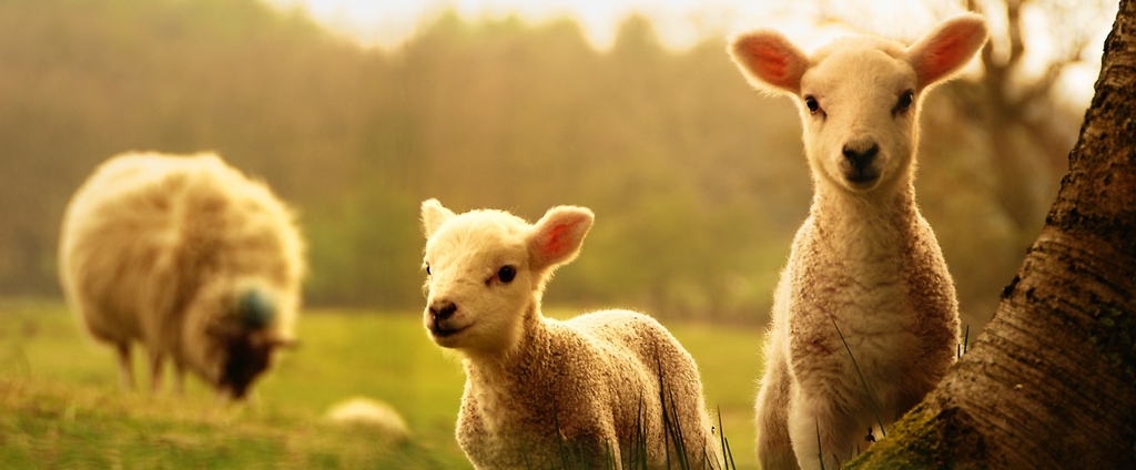 Объявления о сельскохозяйственных животных | ЗооТом - продажа, вязка и услуги для животных в Касли