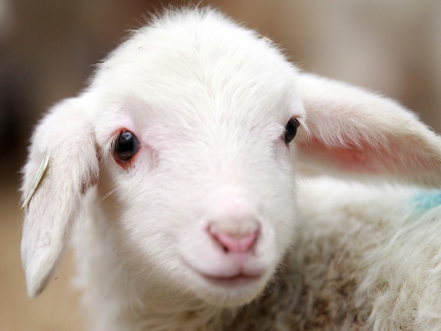 Овцы и бараны в Касли | ЗооТом портал о животных