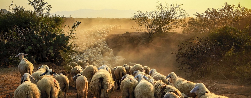 Все об овцах в Касли | ЗооТом портал о животных