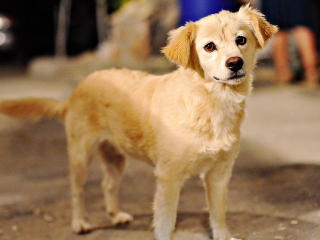Породы собак в Касли | ЗооТом портал о животных