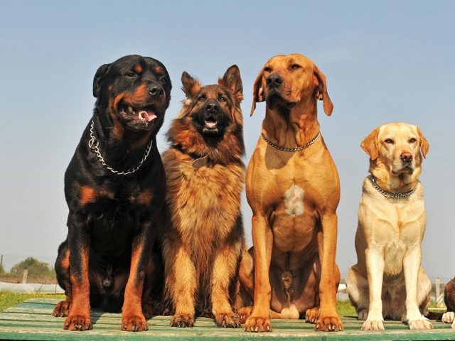 Крупные породы собак в Касли | ЗооТом портал о животных