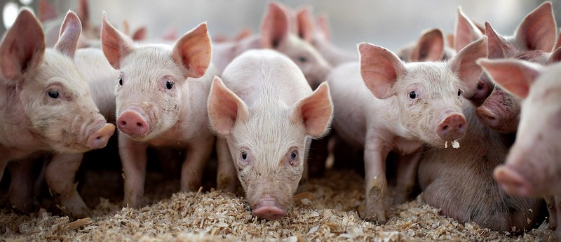 Все о свиньях в Касли | ЗооТом портал о животных
