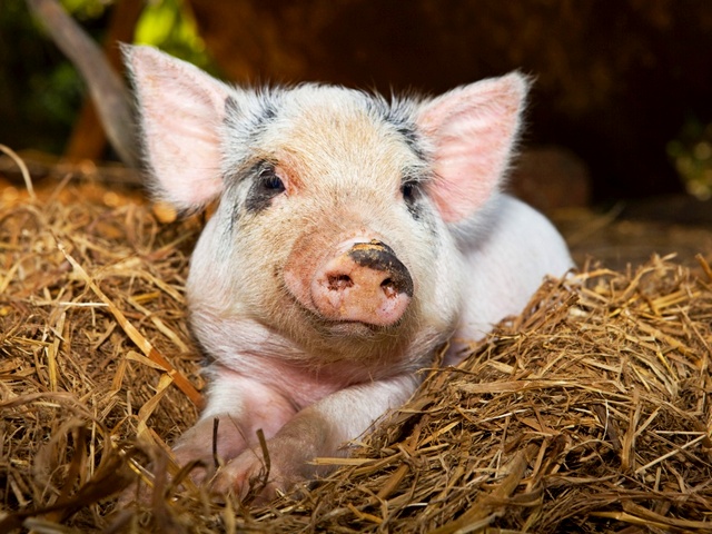 Все о свиньях в Касли | ЗооТом портал о животных