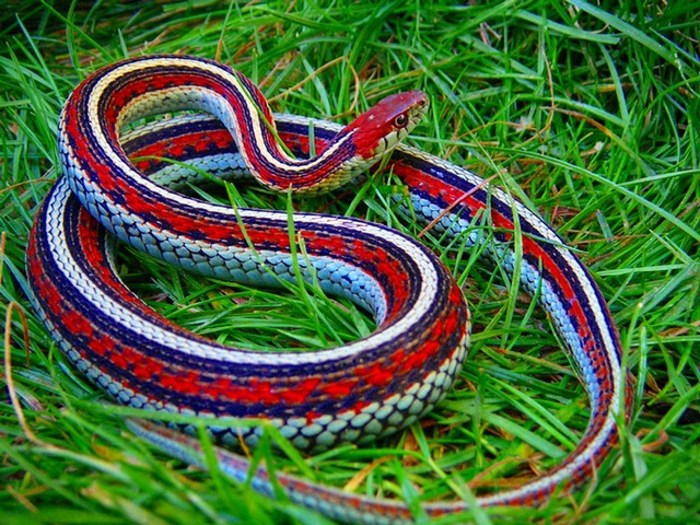 Все о змеях в Касли | ЗооТом портал о животных