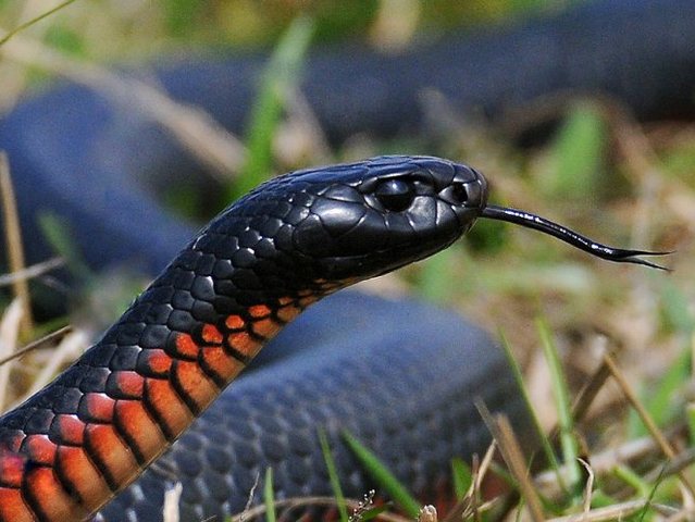 Все о змеях в Касли | ЗооТом портал о животных